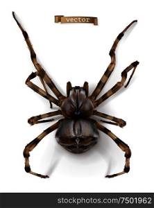 Spider. 3d realistic vector icon