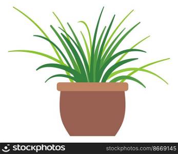 Spider plant icon. Houseplant in pot. Green home decoration isolated on white background. Spider plant icon. Houseplant in pot. Green home decoration