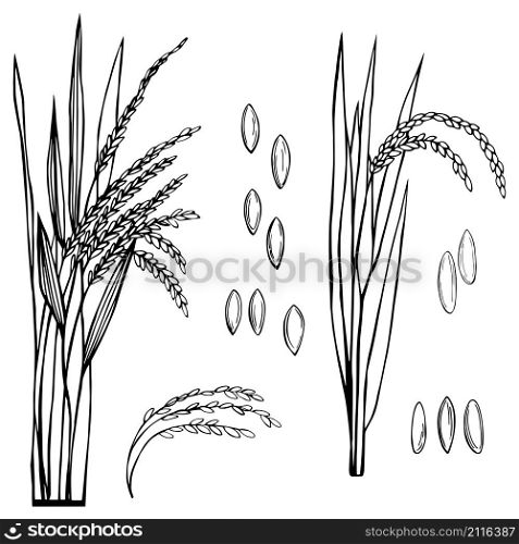 Spikelet of rice with the leaves on a white background. Vector sketch illustration.. Spikelet of rice with the leaves
