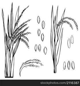 Spikelet of rice with the leaves on a white background. Vector sketch illustration.. Spikelet of rice with the leaves