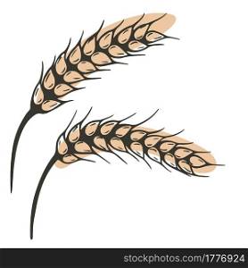 Spikelets vector. Cereal spikelet sketch. Hand drawing ear. Autumn harvest. Bakery symbol. Spikelets, vector. Cereal spikelet sketch. Hand drawing, ear.