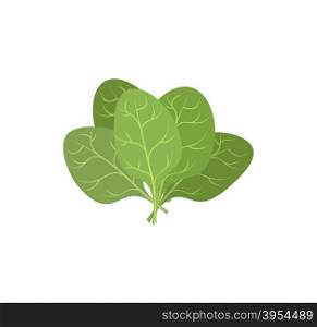 Spinach leaves on a white background. A bunch of green plants. Vector illustration of Veggie plants green.