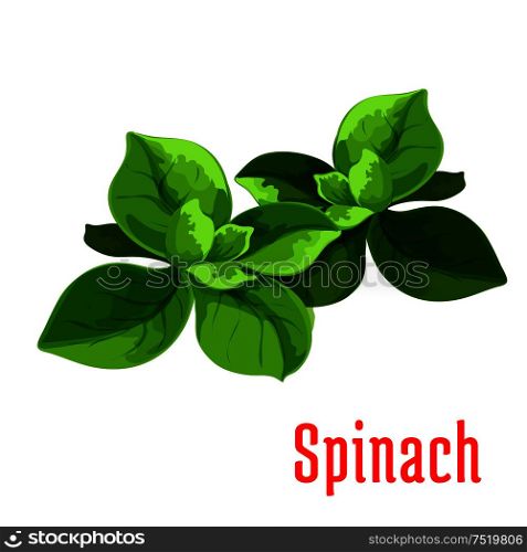 Spinach leaves vegetable icon. Isolated leafy salad ingredient. Vegetarian fresh food product sign for sticker, grocery shop, farm store element. Spinach leaves vegetable icon