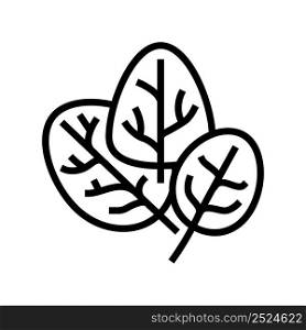 spinach plant line icon vector. spinach plant sign. isolated contour symbol black illustration. spinach plant line icon vector illustration