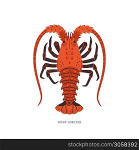 Spiny lobster, langouste or lobster with long antennae and without claws. Simple Colorful vector illustration in flat cartoon style on white background.. Spiny lobster, langouste or lobster with long antennae and without claws.