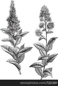 Spiraea salicifolia and Steeplebush or Spiraea tomentosa or Hardhack, vintage engraving. Old engraved illustration of Spiraea salicifolia (1) and Steeplebush (2) isolated on a white background.