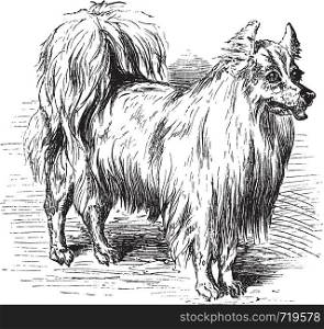 Spitz or Canis lupus familiaris, vintage engraving. Old engraved illustration of a Spitz.