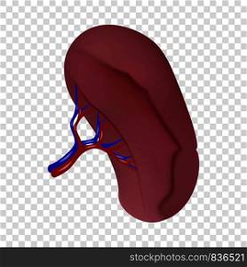Spleen icon. Realistic illustration of spleen vector icon for on transparent background. Spleen icon, realistic style