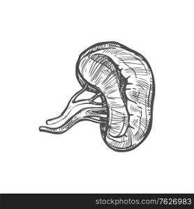 Spleen sketch icon, internal organ isolated vector. Anatomy element, medicine and healthcare. Human spleen sketch icon, internal organ