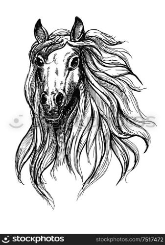 Spooky horse sketch drawing of wild young mare with big scared eyes. Great for nature theme or equestrian club symbol design. Sketch of wild young mare head