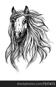 Spooky horse sketch drawing of wild young mare with big scared eyes. Great for nature theme or equestrian club symbol design. Sketch of wild young mare head