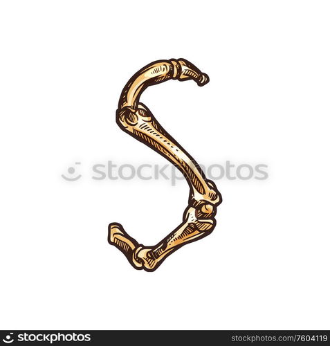 Spooky letter S of bones isolated ABC symbol. Vector human skeleton alphabet sign. S letter alphabet sign of bones isolated vector