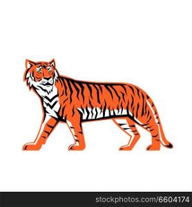 Sports mascot icon illustration of a full body Bay of Bengal tiger, a Mainland Asian tiger walking viewed from  side on isolated background in retro style.. Bengal Tiger Full Body Mascot