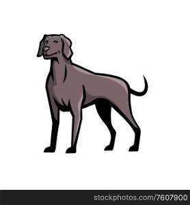 Sports mascot icon illustration of a Weimaraner Vorstehhund, a German gundog also known as Silver Ghost, standing viewed from front on isolated background in retro style.. Weimaraner Dog Breed Mascot