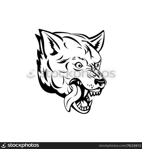 Sports mascot illustration of head of an aggressive and angry wolf, canis lupus, gray wolf or grey wolf, a large canine native to Eurasia and North America side view in black and white retro style.. Head of an Aggressive and Angry Gray Wolf Grey Wolf or Canis Lupus Mascot Black and White