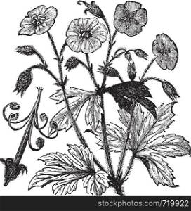 Spotted Geranium or Geranium maculatum or Wood Geranium or Wild Geranium or Spotted Cranesbill or Wild Cranesbill or Alum Root or Alum Bloom or Old Maid's Nightcap, vintage engraving. Old engraved illustration of Spotted Geranium, isolated on a white background.