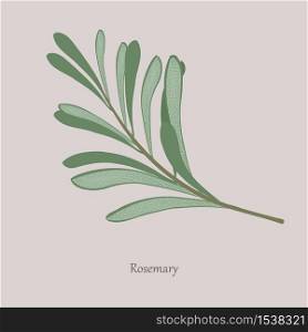 Sprig of fragrant rosemary on a gray background. Rosemary culinary herb, spices, medical plant. Fresh green rosemary leaves.. Sprig of fragrant rosemary on a gray background.