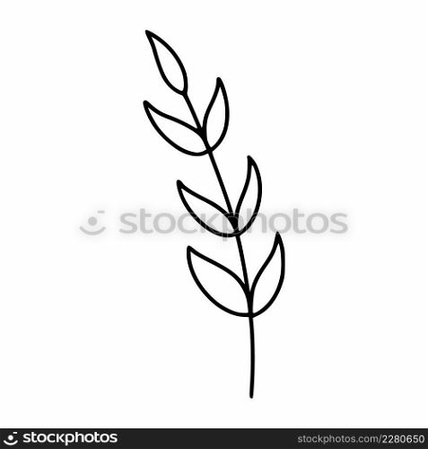 Sprig of plant for decorating postcard. Vector illustration in doodle style.