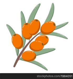 Sprig with sea buckthorn berries on a white background isolated object. Colorful orange fresh berries with leaves. Medical plant for nutrition and health, vector illustration.. Sprig with sea buckthorn berries on a white background isolated object.