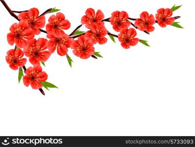 Spring background with blossom brunch of red flowers. Vector