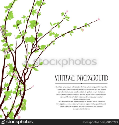 Spring background with blossoming tree brunch against white background