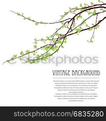 Spring background with blossoming tree brunch against white background