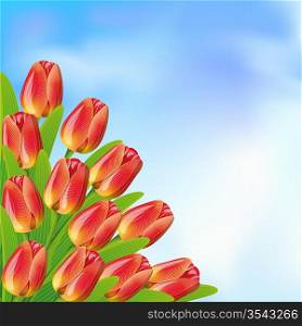 Spring background with blue sky and tulips.Clipping Mask