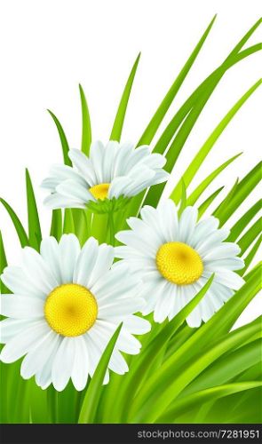 Spring background with daisies and fresh green grass. Vector illustration EPS10. Spring background with daisies and fresh green grass. Vector illustration
