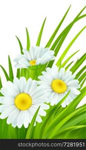 Spring background with daisies and fresh green grass. Vector illustration EPS10. Spring background with daisies and fresh green grass. Vector illustration