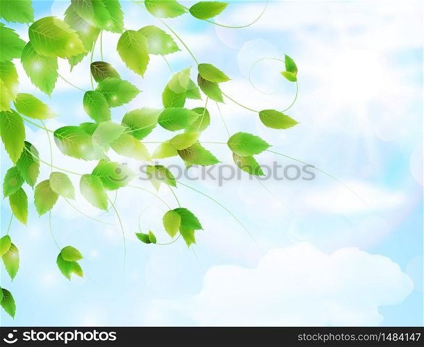 Spring background with fresh green leaves.Vector