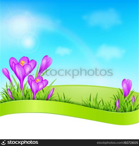 Spring background with violet crocus and green grass. Vector illustration.