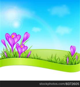 Spring background with violet crocus and green grass. Vector illustration.