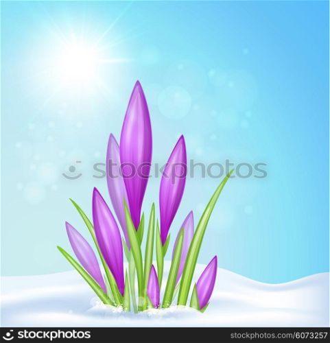 Spring background with violet crocus in snow. Vector illustration.