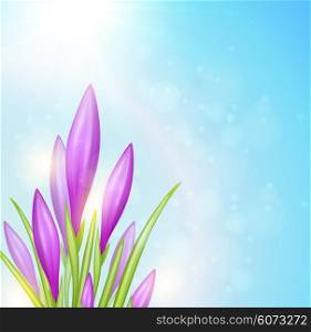 Spring background with violet crocuses. Vector illustration.