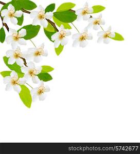 Spring background with white flowers. Vector.