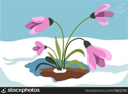 Spring blooming and revival of nature, crocus growing out of snow. Blossom of first flowers. Snowy landscape with frost and chill and botany, march or april snowdrop botany. Vector in flat style. Crocus growing out of snow, spring season vector