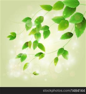 Spring branch with fresh green leaves.Vector