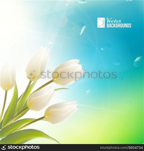 Spring card with white tulips. Vector illustration.
