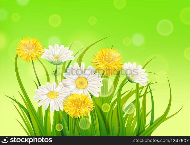 Spring chamomile and dandelions background fresh green grass. Fresh spring juicy chamomile and dandelions flowers and green grass, vector, template, illustration, isolated