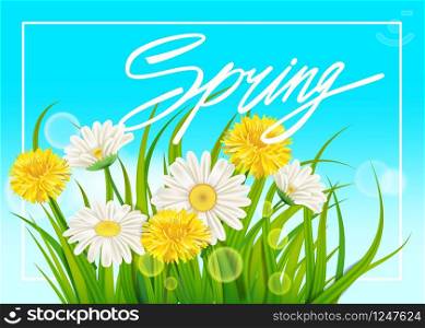 Spring chamomile and dandelions background fresh green grass. Fresh spring juicy chamomile and dandelions flowers and green grass. Spring handwriting Lettering. Vector, template, illustration, isolated