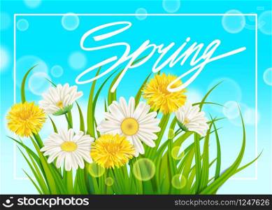 Spring chamomile and dandelions background fresh green grass. Fresh spring juicy chamomile and dandelions flowers and green grass. Spring handwriting Lettering. Vector, template, illustration, isolated