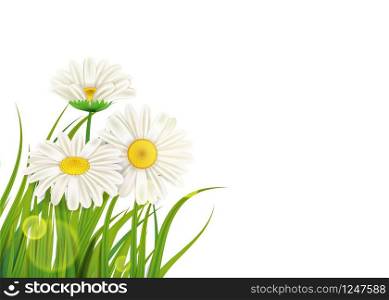 Spring chamomile background fresh green grass. Fresh spring juicy chamomile flowers and green grass, vector, template, illustration, isolated