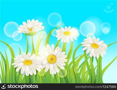 Spring chamomile background fresh green grass. Fresh spring juicy chamomile flowers and green grass, vector, template, illustration, isolated