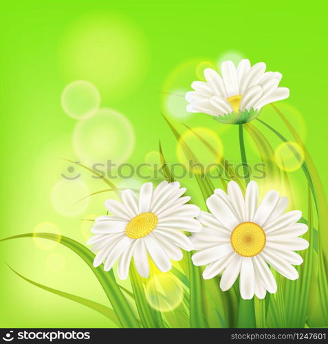 Spring chamomile background fresh green grass. Fresh spring juicy chamomile flowers and green grass, vector, template, illustration, isolated