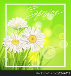 Spring chamomile background fresh green grass. Fresh spring juicy chamomile flowers and green grass. Spring handwriting Lettering. Vector, template, illustration, isolated