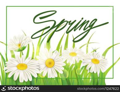 Spring chamomile background fresh green grass. Fresh spring juicy chamomile flowers and green grass. Spring handwriting Lettering. Vector, template, illustration, isolated