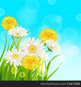 Spring daisies and dandelions background fresh green grass. Spring daisies and dandelions background fresh green grass, pleasant juicy spring colors, vector, illustration, template, banner, isolated