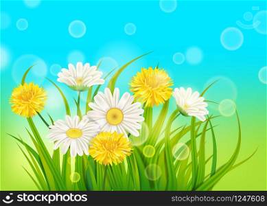 Spring daisies and dandelions background fresh green grass. Spring daisies and dandelions background fresh green grass, pleasant juicy spring colors, vector, illustration, template, banner, isolated
