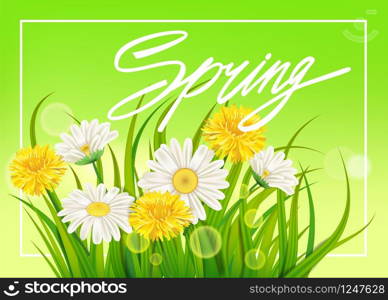 Spring daisies and dandelions background fresh green grass, pleasant juicy spring colors. Spring daisies and dandelions background fresh green grass, pleasant juicy spring colors. Spring handwriting Lettering. Vector, template, illustration, isolated