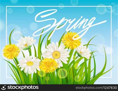 Spring daisies and dandelions background fresh green grass, pleasant juicy spring colors. Spring daisies and dandelions background fresh green grass, pleasant juicy spring colors. Spring handwriting Lettering. Vector, template, illustration, isolated